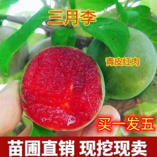 嫁接新品种早熟三月李清脆红心蜂糖脱骨脆红李南北方四季种植盆栽