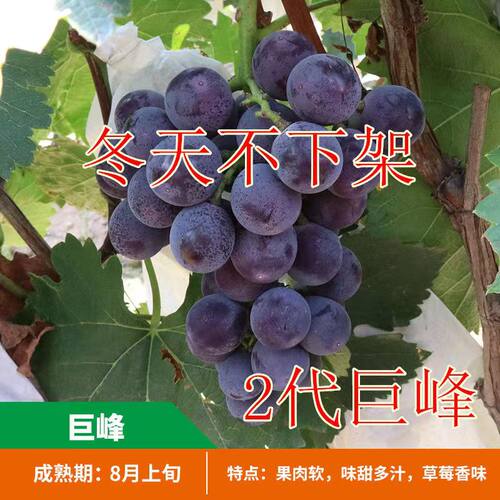 无核巨峰葡萄苗抗寒耐旱南方北方种植盆栽地栽庭院爬藤当年结果苗
