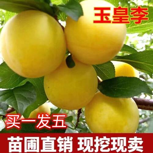 正宗玉皇李树苗新品种御黄李子