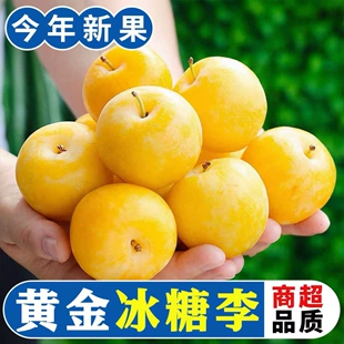 纯甜冰糖李子四川蜂糖李子果新鲜桃花李蜂蜜黄金奈李新鲜水果包邮