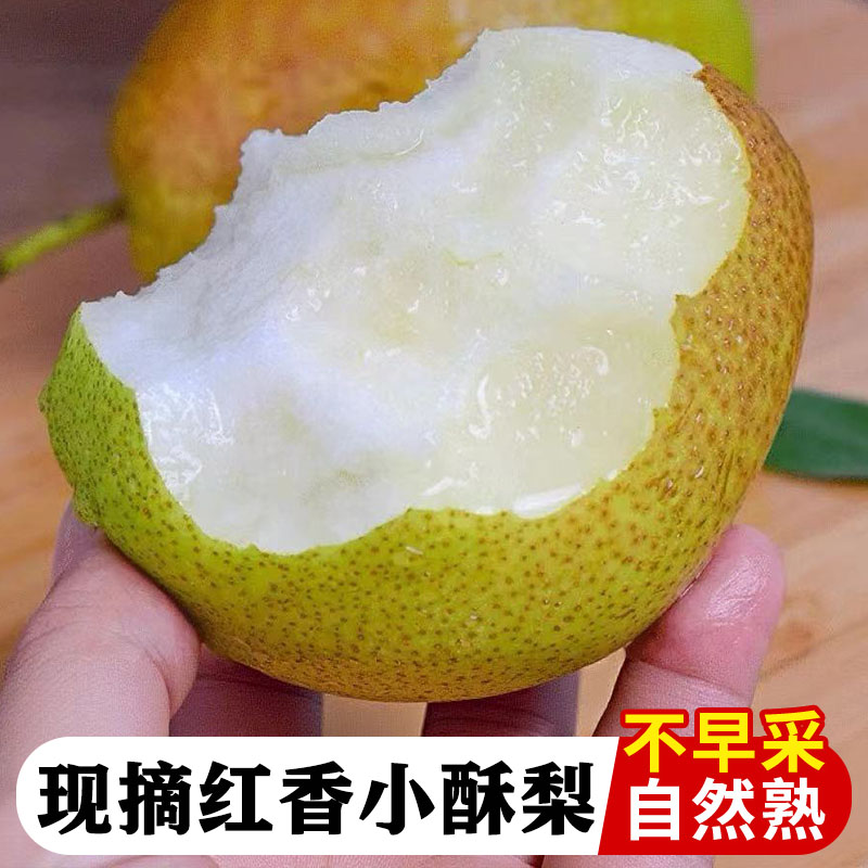 正宗红香酥梨新鲜梨子当季薄皮香梨酥梨脆蜜雪梨特产水果整箱包邮