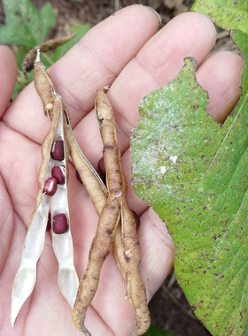 农家自种小红豆老品种无改良杂交无抛光无农药化肥500克粽子原料