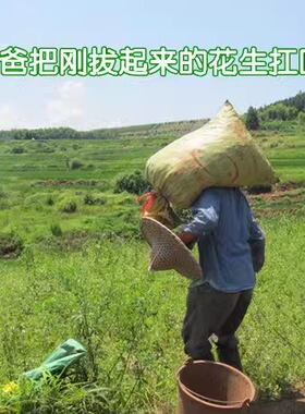 水煮花生太阳晒干福建泰宁农家原味盐水白晒咸干带壳朱口小籽花生