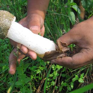 竹荪 长裙竹笙干货100g  无硫熏 福建泰宁大金湖特产