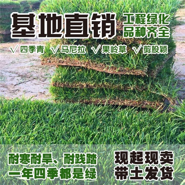 带泥土草皮真草坪四季青马尼拉果岭草百慕大小区庭院工程绿化别墅