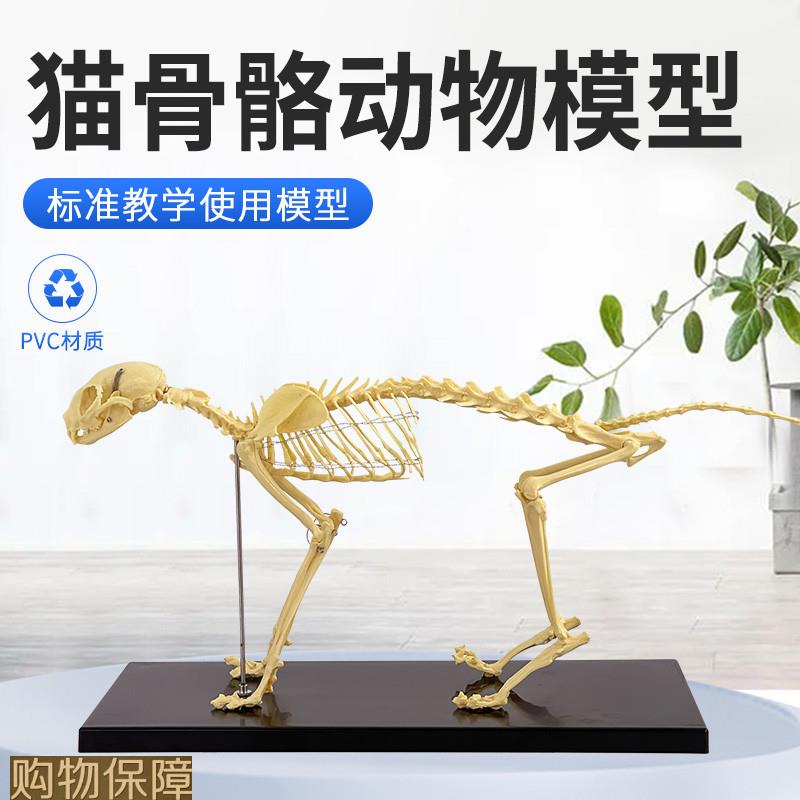 猫骨骼标本模型  教学骨架骨头 骨骼模型 骨科器械  宠物动物 猫