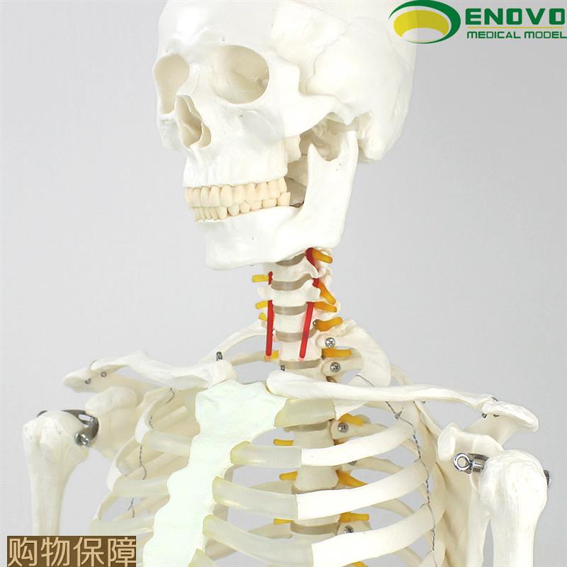 ENOVO颐诺170CM人体骨骼模型美术医学用脊柱弯曲瑜伽健身骨