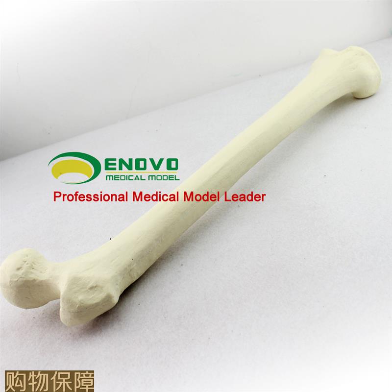 ENOVO颐诺仿真股骨模型生物力学Sawbone人工皮质骨松质股骨模型大