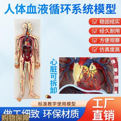 人体血液循环系统模型内脏心脏器官血管解剖模型医院学校教学教具