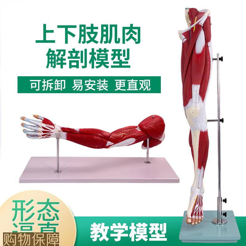 人体自然大下肢肌肉解剖模型 手臂肌肉血管神经模型 运动系统模型