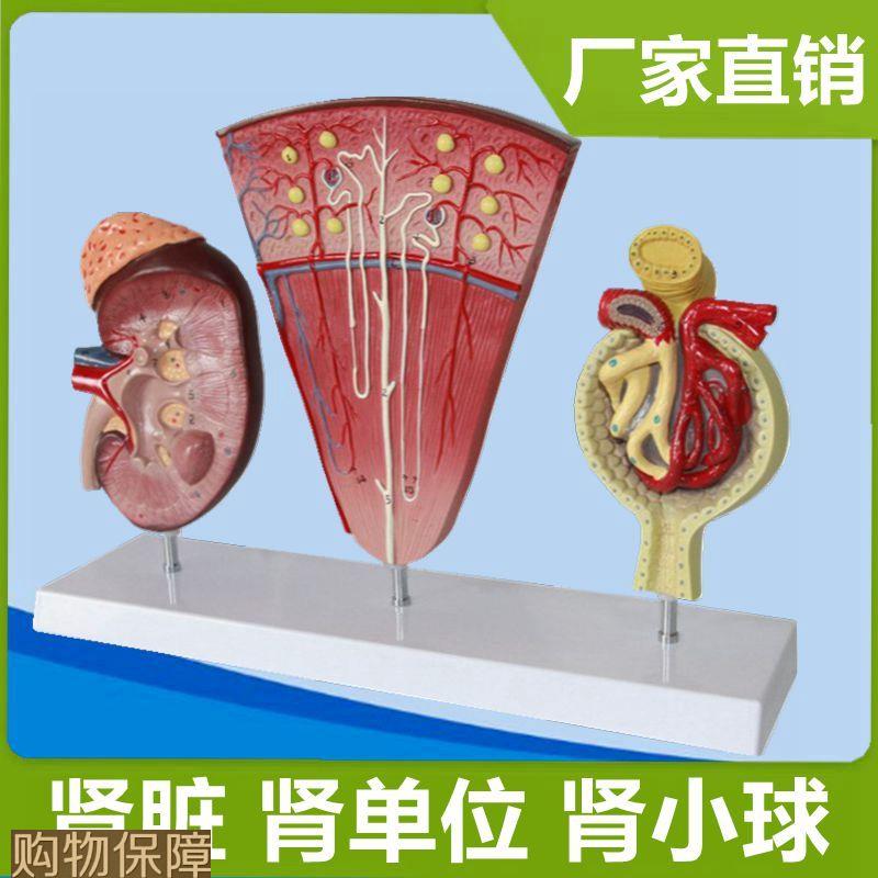 肾单位模型肾小球肾脏解剖尿液形成泌尿系统蛋白尿病理医患医药礼