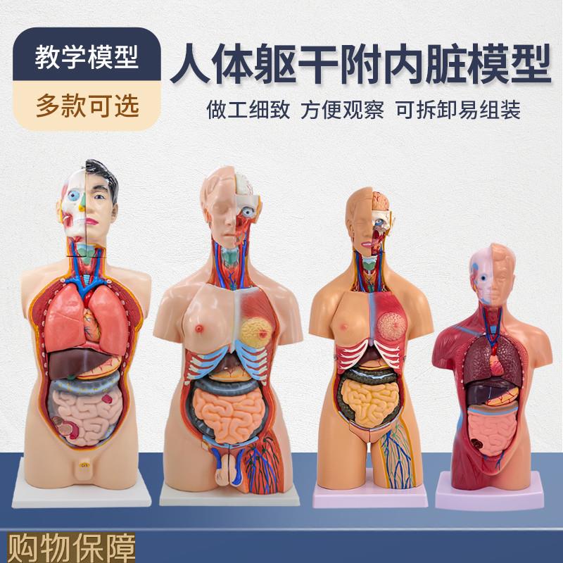 人体解剖模型器官可拆卸医学教学心脏内脏模型玩具躯干系统结构图