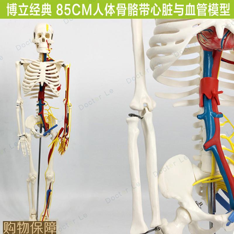 85cm人体骨骼模型带心脏血管神经可拆卸骨架医用教学标本小针刀
