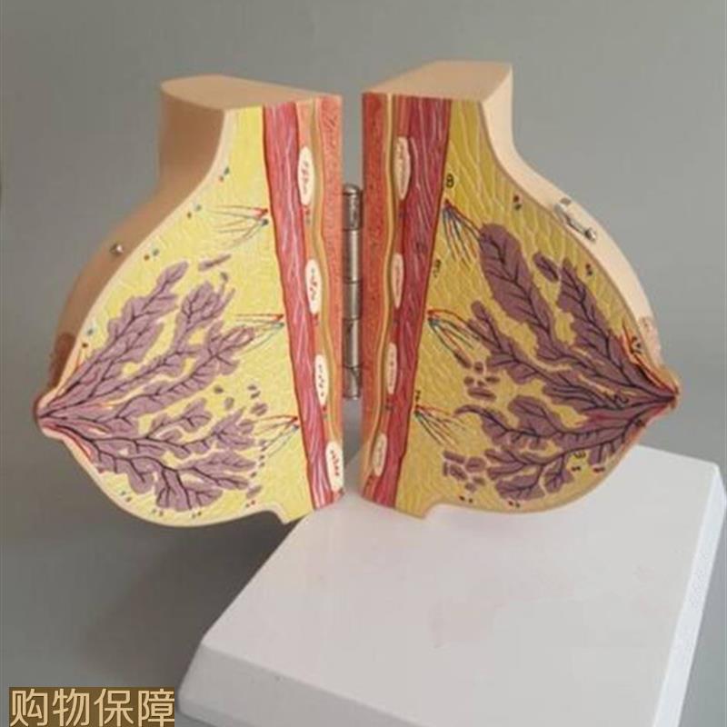 哺乳期女性乳房解剖模型人体胸部模具剖面结构妇科示教教学标本
