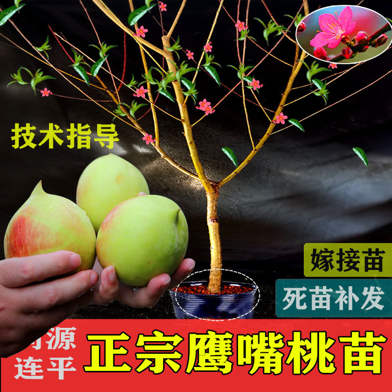 正宗广东河源连平上坪鹰嘴蜜桃苗嫁接桃苗桃树盆栽绿植应季水果,鲜花速递/花卉仿真/绿植园艺,果树,淘宝优惠券,粉丝福利购,淘宝优惠卷