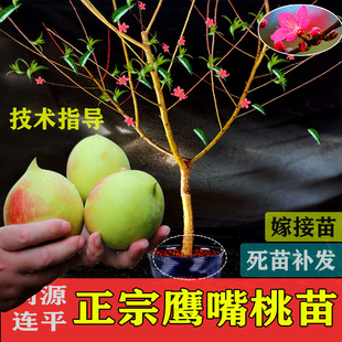正宗广东河源连平上坪鹰嘴蜜桃苗嫁接桃苗桃树盆栽绿植应季水果