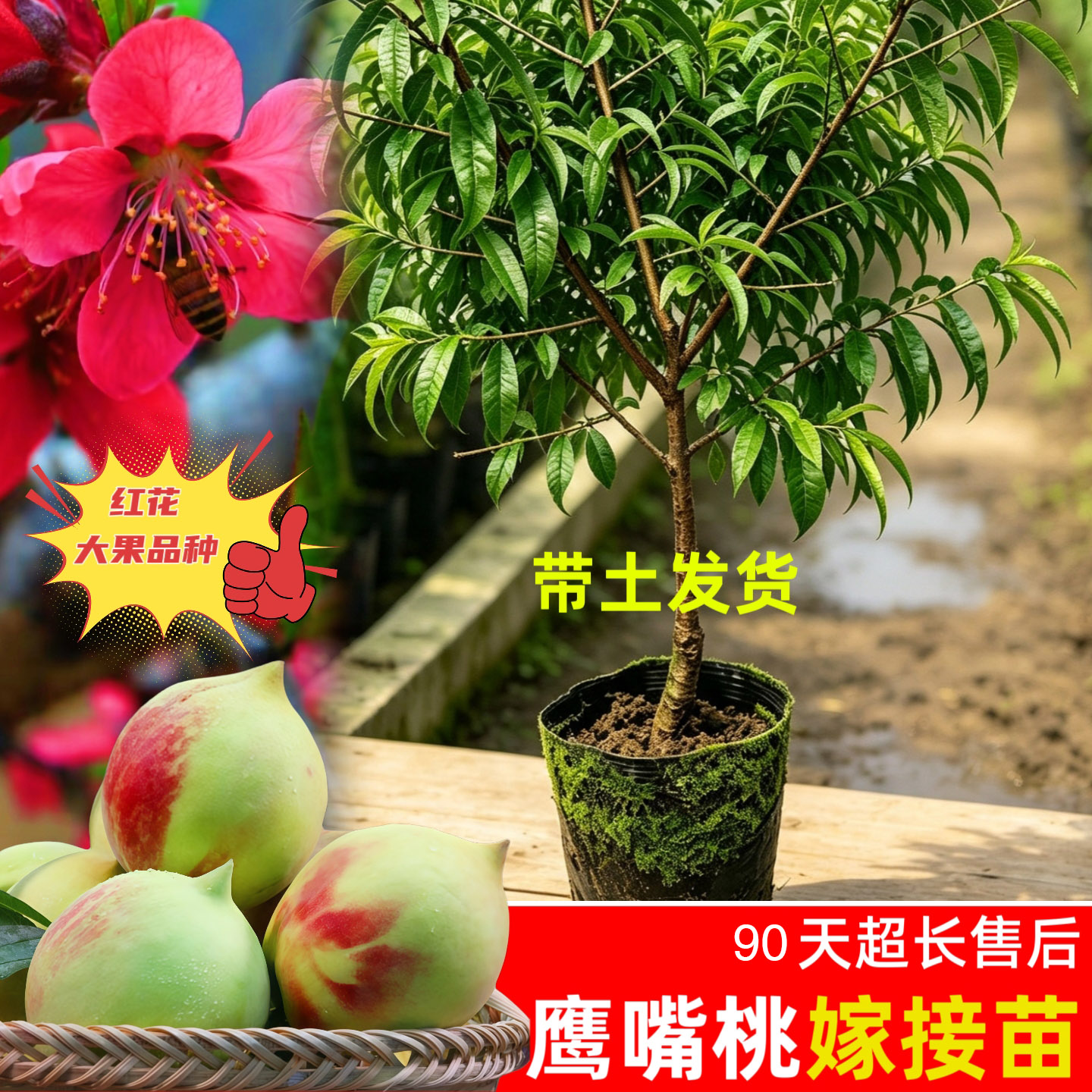 鹰嘴蜜桃嫁接苗广东连平上坪