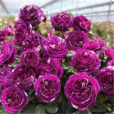 芬芳宝石月季花苗微月勤