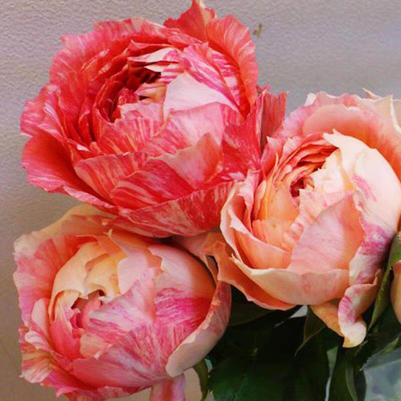 斑马耐心 月季花苗 今井清大花浓香条纹灌木包子型多头月季庭院