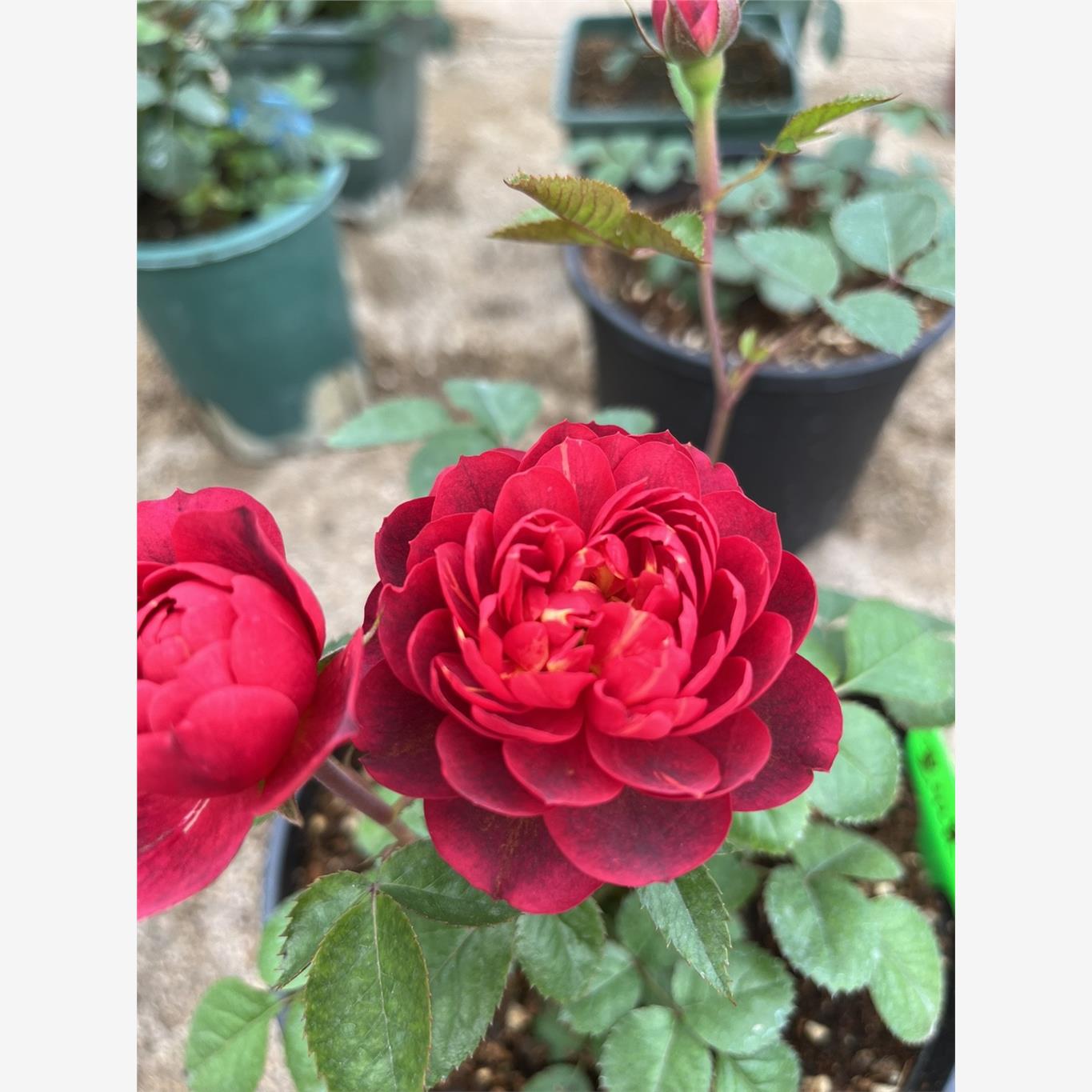 黑红果汁/樱桃月季小苗