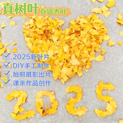 黄色超大银杏树叶真落叶干花标本