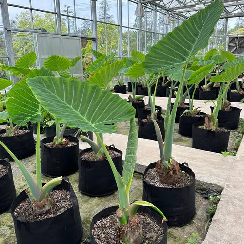 正宗象耳芋根苗大叶绿植四季常绿