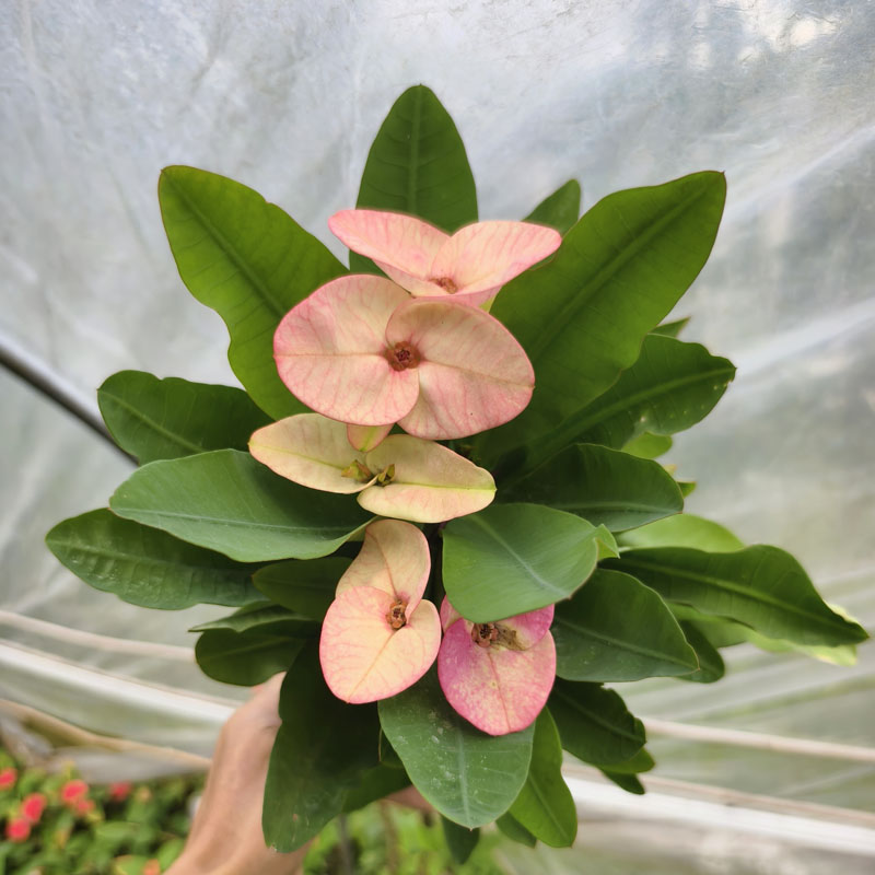 特大花蝶粉虎刺梅盆栽