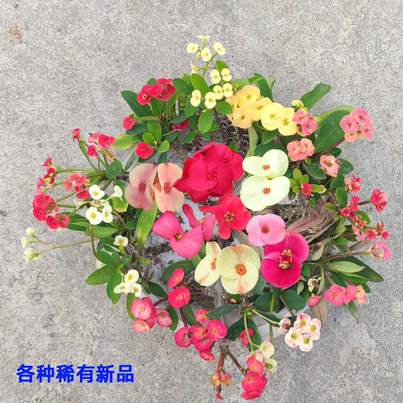 新奇稀有品种虎刺梅铁海棠楼顶