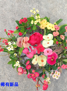 新奇稀有品种虎刺梅铁海棠盆栽黄白色粉五彩楼顶阳台好养耐晒花卉