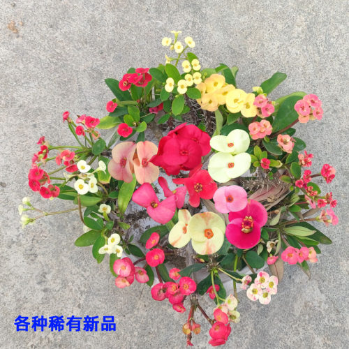 新奇稀有品种虎刺梅铁海棠楼顶