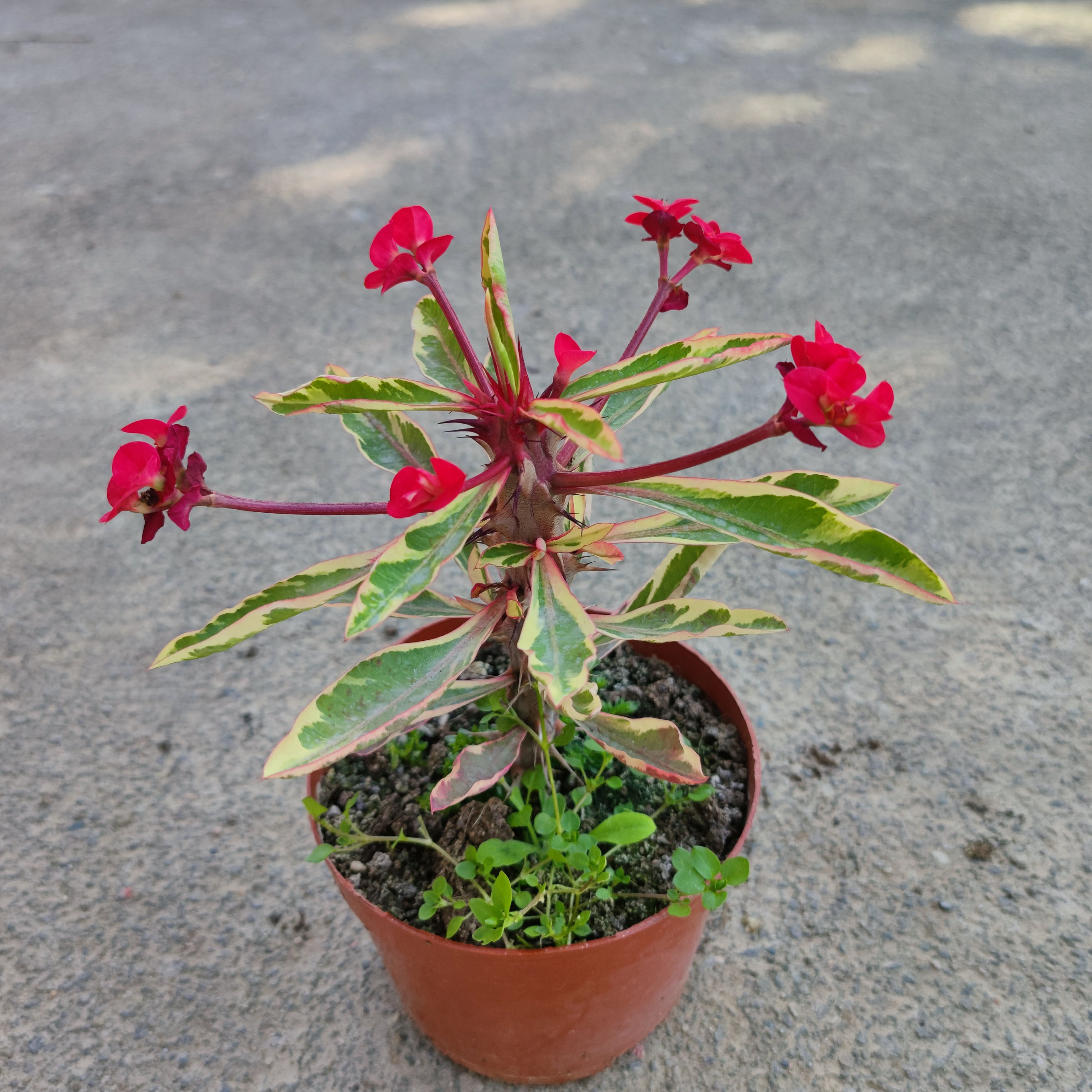 稀有新品种大锦叶花虎刺梅铁海棠