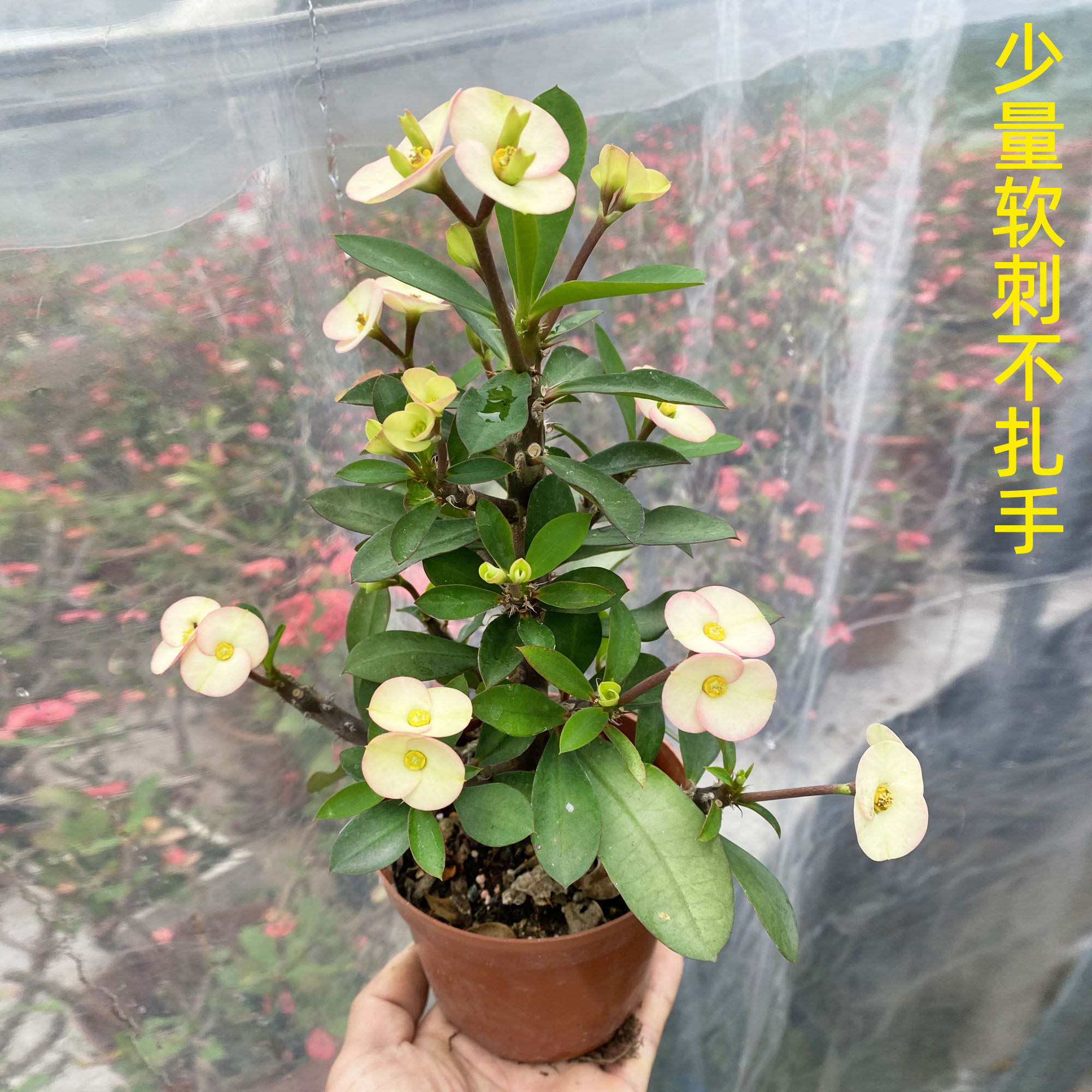 新品种中花黄白色无刺虎刺梅常年开花铁海棠耐晒耐热阳台懒人花卉