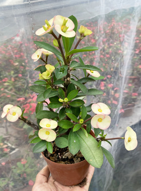 新品种中花黄白色无刺虎刺梅常年开花铁海棠耐晒耐热阳台懒人花卉