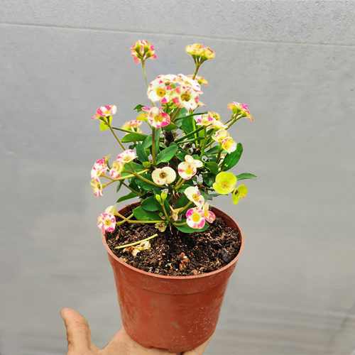 稀有新品种虎刺梅铁海棠阳台四季