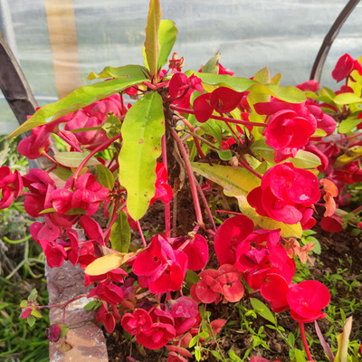 稀有品种垂柳大红大叶大花虎刺梅铁海棠盆栽四季开花耐旱花