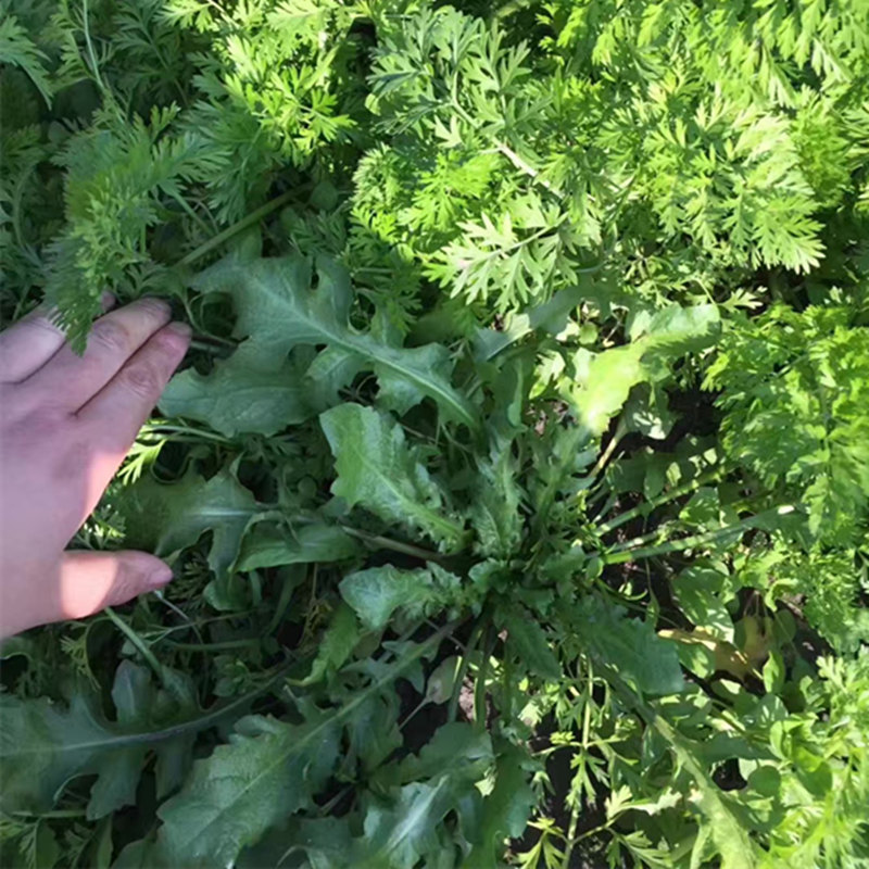 东台农家4斤装新鲜荠菜 荠荠菜地菜野菜荠菜馅地丁菜饺子