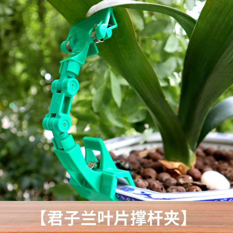 君子兰叶片矫正器矫正线叶片纠正其它园艺用品