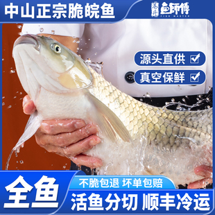 港升脆肉鲩活鱼下单现杀中山脆皖鱼新鲜冷冻广东脆鱼帮分切脆肉皖