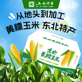 25年新玉米黄糯玉米东北黏玉米粘苞米棒低脂8根装