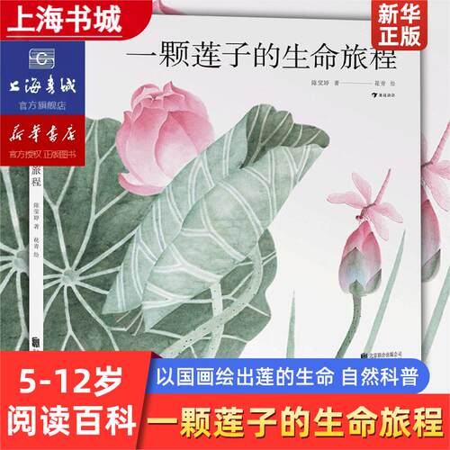 浪花朵朵一颗莲子的生命旅程