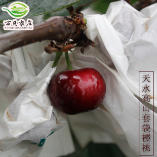 【套袋车厘子】甘肃天水套袋大樱桃新鲜采摘高山种植头茬樱桃