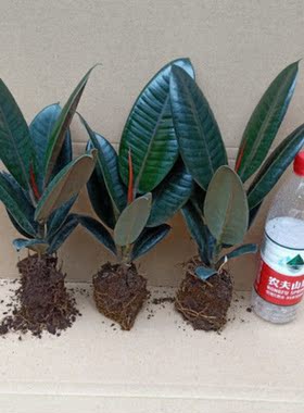 黑金刚橡皮树盆栽净室内绿色植物吸办公桌盆栽四季绿植20至25厘米