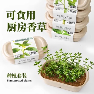 种植小盆栽儿童diy套装种籽蔬菜植物种子葱香菜水培桌面薄荷盆栽