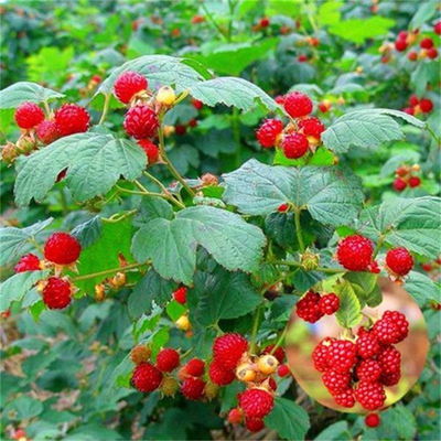 树莓双季覆盆子黄红北方果树苗