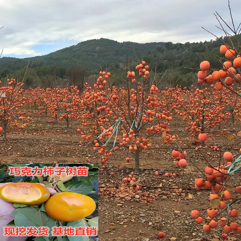 柿子树苗无核南北方四季种植当年