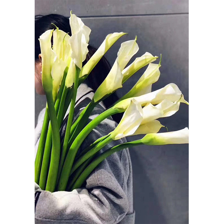 【马蹄莲】各色 昆明基地直供居家婚庆插花 海芋鲜切花