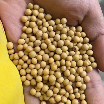 金寨特产大别山农家生态小黄豆