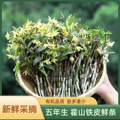 霍山铁皮石斛鲜条新鲜产地直发