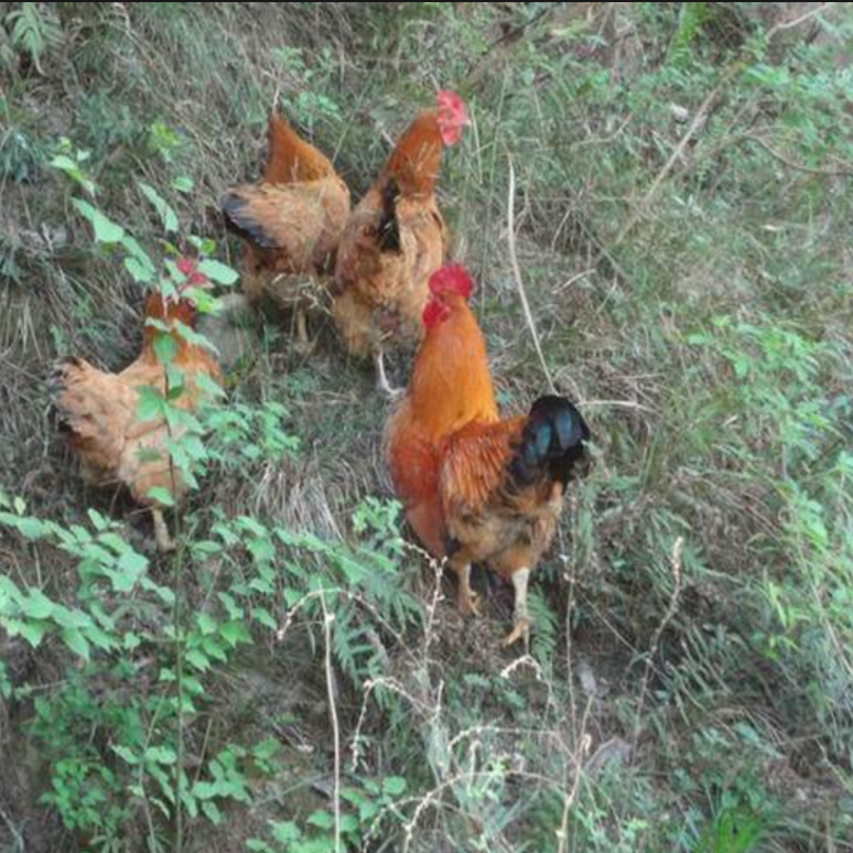 [顺丰包邮]金寨老公鸡大别山散养农家吃稻谷野菜玉米鸡锅子鸡公煲