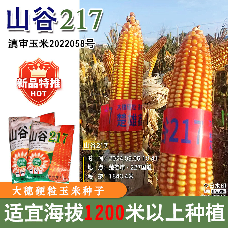 云南玉米种子山谷217高山玉米种适应海拔1200以上种大棒抗旱扛倒